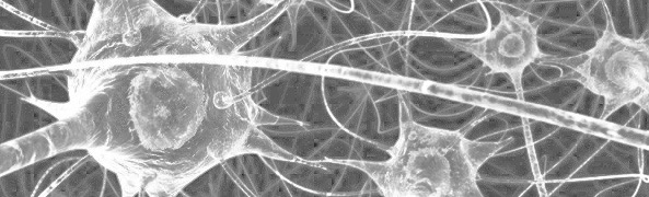 neuronas 2.jpg